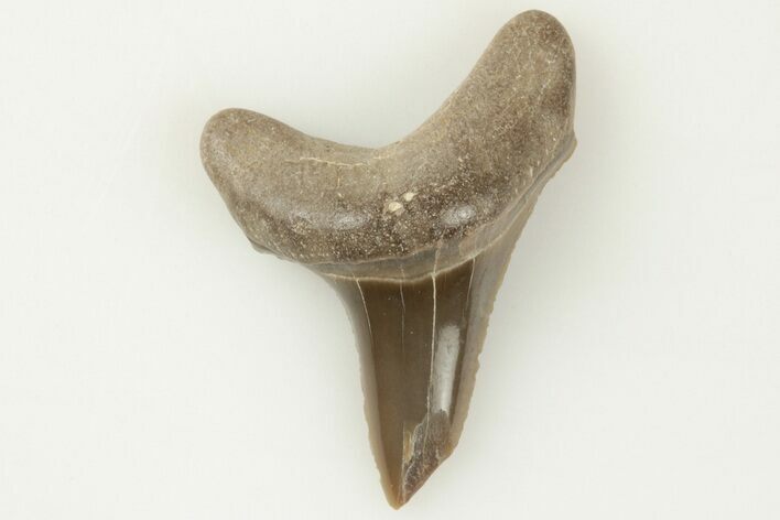 Fossil Shark (Cretodus) Tooth - Carlile Shale, Kansas #203295